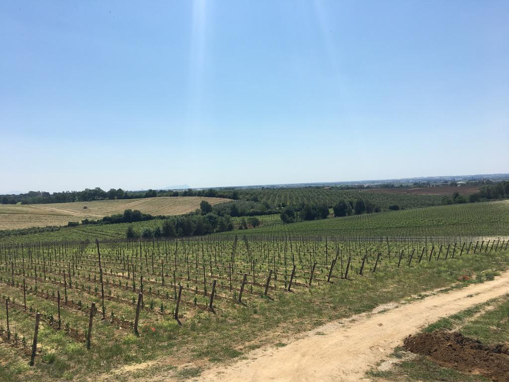 Il Casale Degli Ulivi - Agriturismo - Tenimenti Leone Lanuvio Eksteriør billede