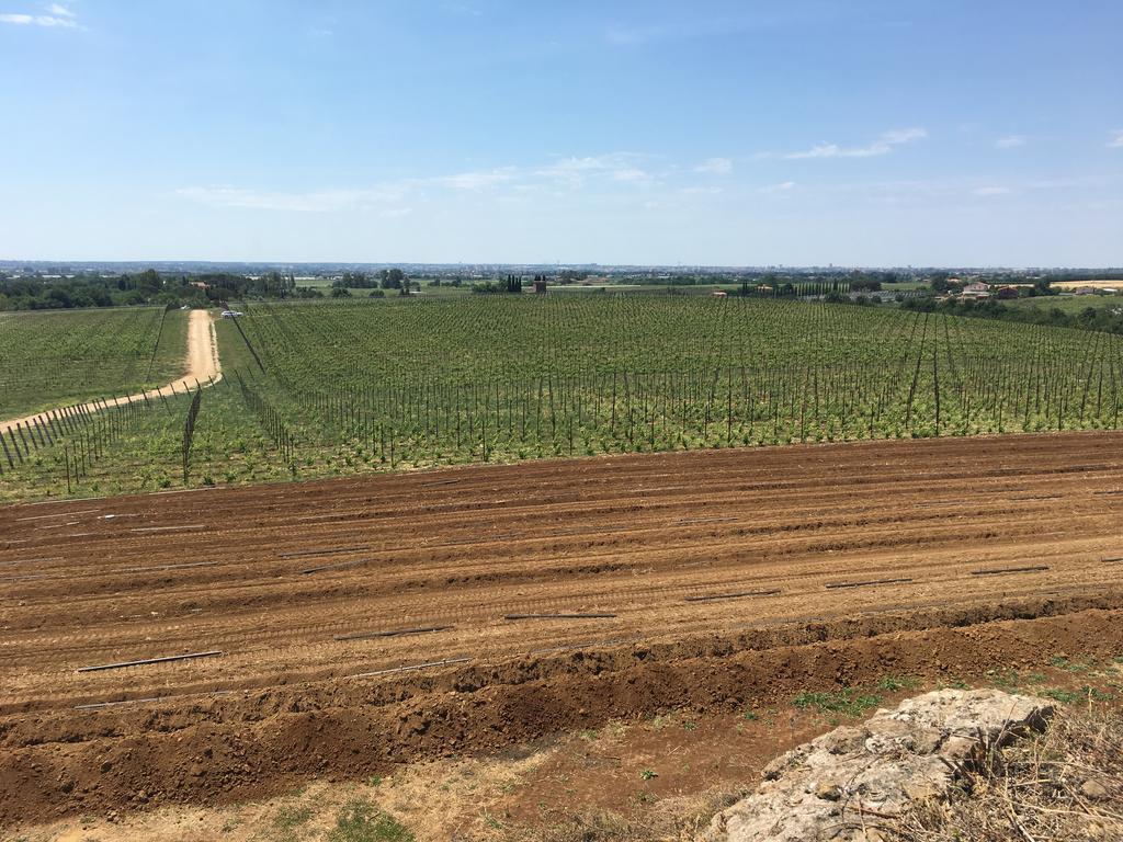 Il Casale Degli Ulivi - Agriturismo - Tenimenti Leone Lanuvio Eksteriør billede