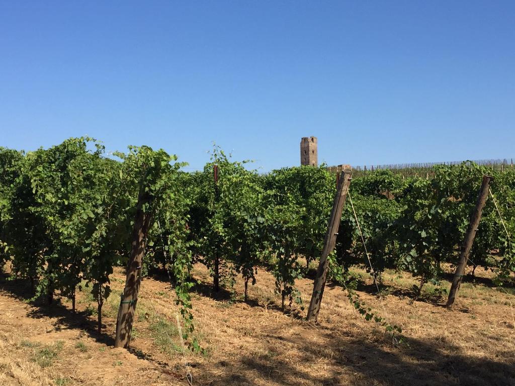 Il Casale Degli Ulivi - Agriturismo - Tenimenti Leone Lanuvio Eksteriør billede