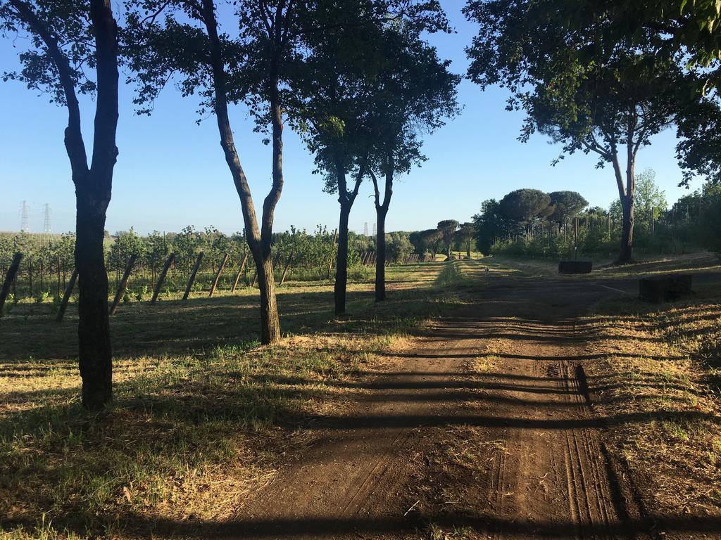 Il Casale Degli Ulivi - Agriturismo - Tenimenti Leone Lanuvio Eksteriør billede