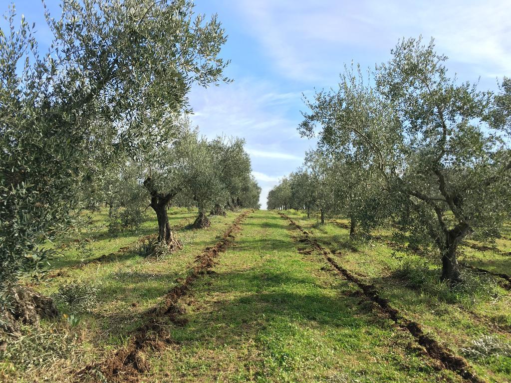 Il Casale Degli Ulivi - Agriturismo - Tenimenti Leone Lanuvio Eksteriør billede