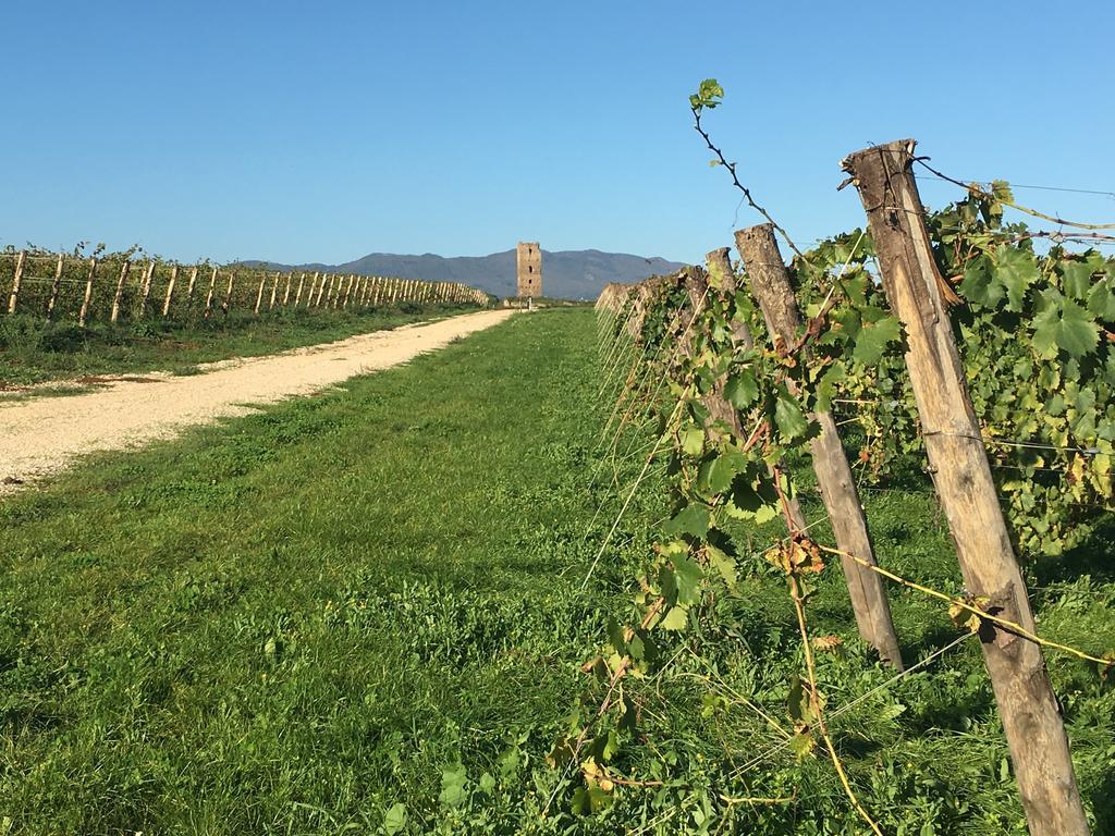 Il Casale Degli Ulivi - Agriturismo - Tenimenti Leone Lanuvio Eksteriør billede